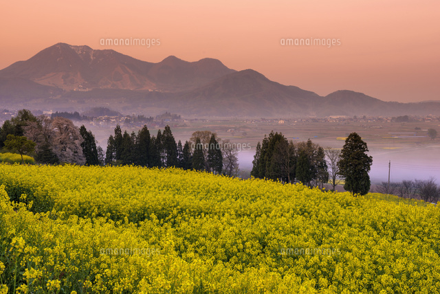 朝の菜の花畑と高社山
(c)YOSHITSUGU NISHIGAKI/SEBUN PHOTO
