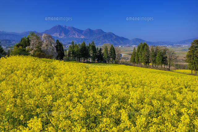 菜の花畑と高社山
(c)YOSHITSUGU NISHIGAKI/SEBUN PHOTO