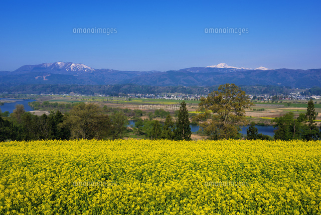 菜の花畑と千曲川と妙高山
(c)YOSHITSUGU NISHIGAKI/SEBUN PHOTO