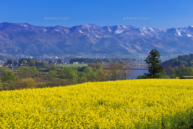 菜の花畑と千曲川
(c)YOSHITSUGU NISHIGAKI/SEBUN PHOTO