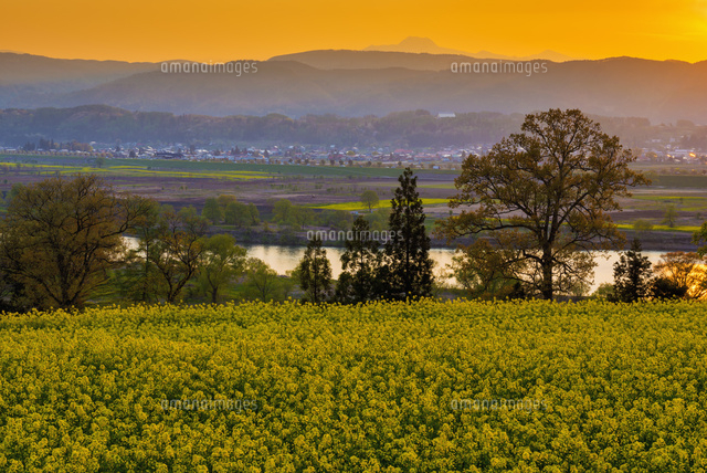 菜の花畑と千曲川夕景
(c)YOSHITSUGU NISHIGAKI/SEBUN PHOTO
