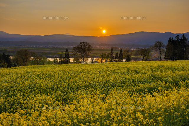 菜の花畑と千曲川と夕日
(c)YOSHITSUGU NISHIGAKI/SEBUN PHOTO