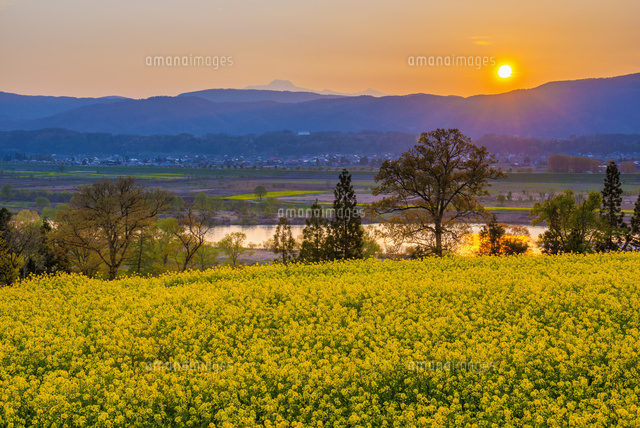 菜の花畑と千曲川と夕日
(c)YOSHITSUGU NISHIGAKI/SEBUN PHOTO