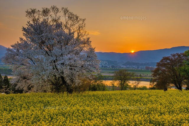 菜の花畑と千曲川と夕日
(c)YOSHITSUGU NISHIGAKI/SEBUN PHOTO
