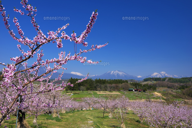 桃の花咲く丹霞郷 妙高山と黒姫山
(c)YOSHITSUGU NISHIGAKI/SEBUN PHOTO
