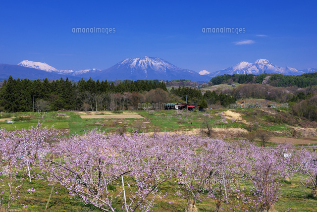 桃の花咲く丹霞郷 妙高山と黒姫山
(c)YOSHITSUGU NISHIGAKI/SEBUN PHOTO