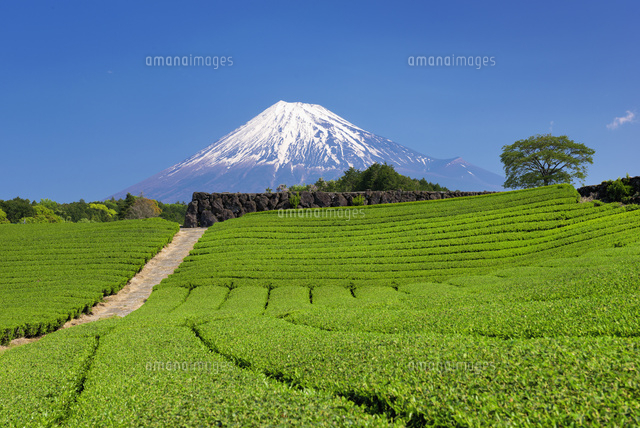 茶畑と富士山
(c)YOSHITSUGU NISHIGAKI/SEBUN PHOTO