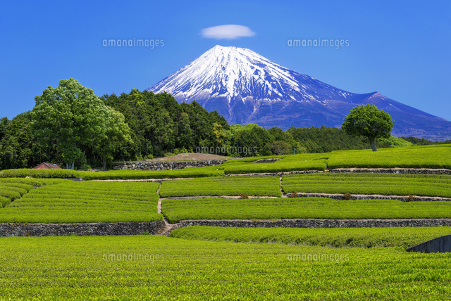 茶畑と富士山
(c)YOSHITSUGU NISHIGAKI/SEBUN PHOTO
