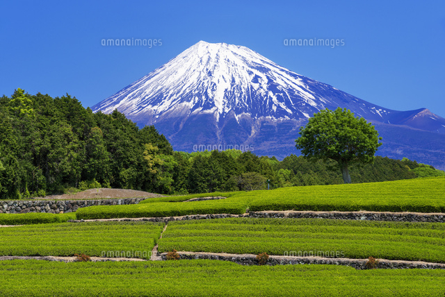 茶畑と富士山
(c)YOSHITSUGU NISHIGAKI/SEBUN PHOTO