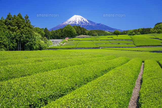 茶畑と富士山
(c)YOSHITSUGU NISHIGAKI/SEBUN PHOTO