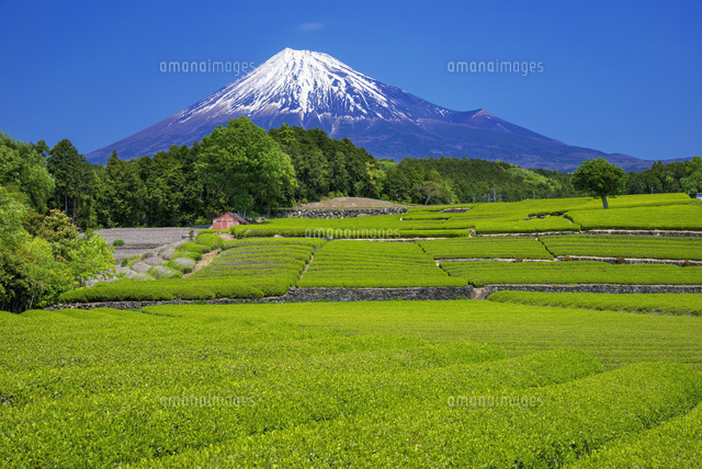 茶畑と富士山
(c)YOSHITSUGU NISHIGAKI/SEBUN PHOTO