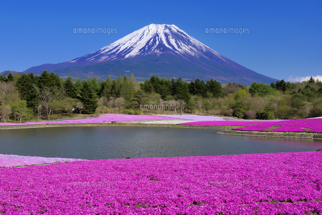 芝桜と富士山 富士芝桜まつり
(c)YOSHITSUGU NISHIGAKI/SEBUN PHOTO