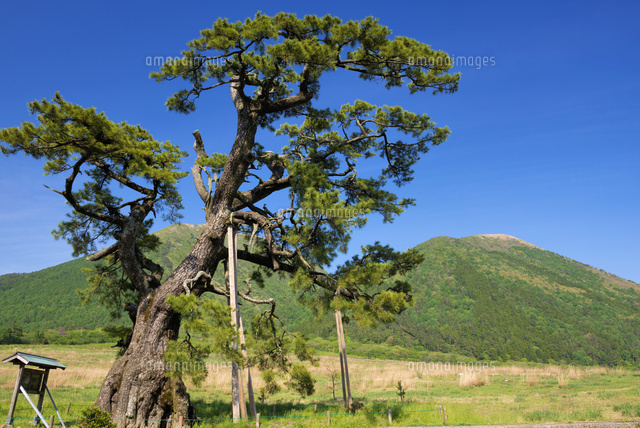 定めの松と三瓶山
(c)YOSHITSUGU NISHIGAKI/SEBUN PHOTO