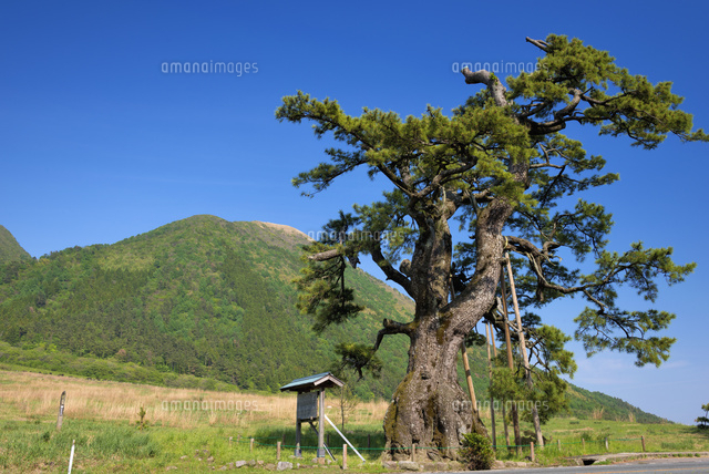 定めの松と三瓶山
(c)YOSHITSUGU NISHIGAKI/SEBUN PHOTO