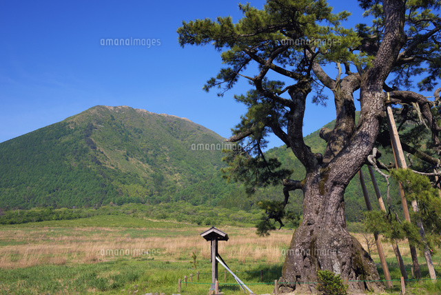 定めの松と三瓶山
(c)YOSHITSUGU NISHIGAKI/SEBUN PHOTO