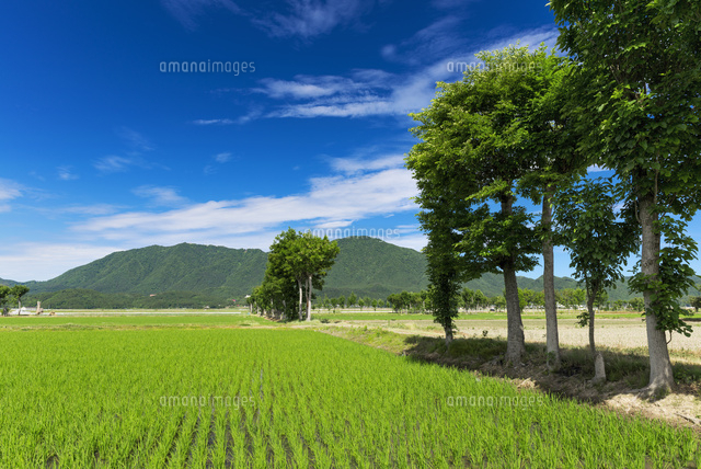 夏井のはざ木と弥彦山
(c)YOSHITSUGU NISHIGAKI/SEBUN PHOTO