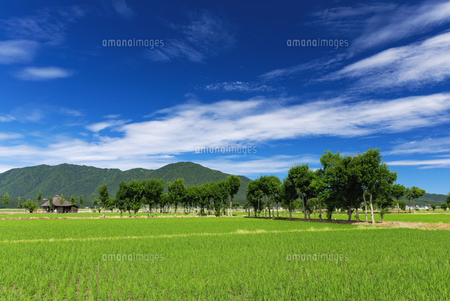 夏井のはざ木と弥彦山
(c)YOSHITSUGU NISHIGAKI/SEBUN PHOTO