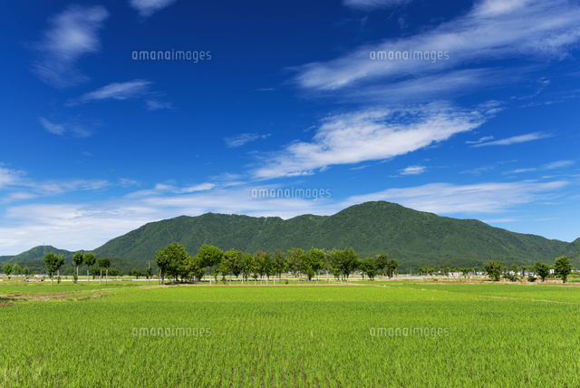 夏井のはざ木と弥彦山
(c)YOSHITSUGU NISHIGAKI/SEBUN PHOTO