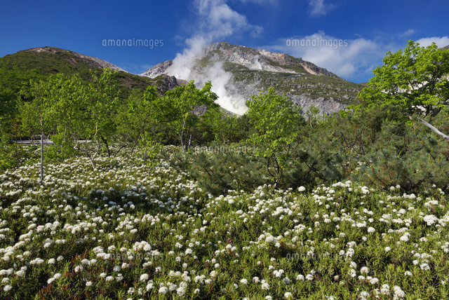 エゾイソツツジと硫黄山
(c)YOSHITSUGU NISHIGAKI/SEBUN PHOTO