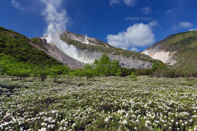 エゾイソツツジと硫黄山
(c)YOSHITSUGU NISHIGAKI/SEBUN PHOTO