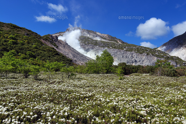エゾイソツツジと硫黄山
(c)YOSHITSUGU NISHIGAKI/SEBUN PHOTO