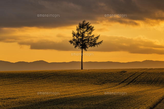 メルヘンの丘の夕景
(c)YOSHITSUGU NISHIGAKI/SEBUN PHOTO