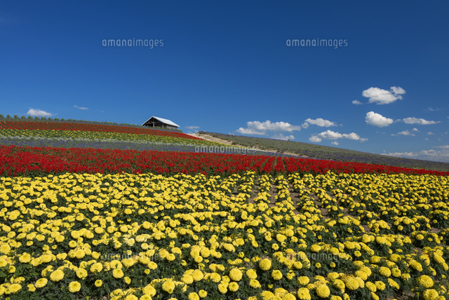 かんのファーム
(c)YOSHITSUGU NISHIGAKI/SEBUN PHOTO