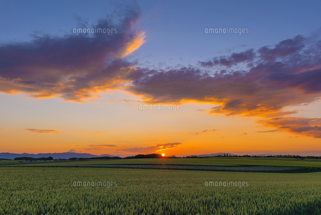 麦畑と夕日
(c)YOSHITSUGU NISHIGAKI/SEBUN PHOTO