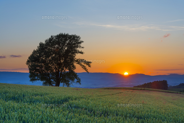 哲学の木と夕日
(c)YOSHITSUGU NISHIGAKI/SEBUN PHOTO