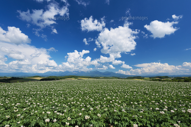 ジャガイモ畑と十勝岳
(c)YOSHITSUGU NISHIGAKI/SEBUN PHOTO