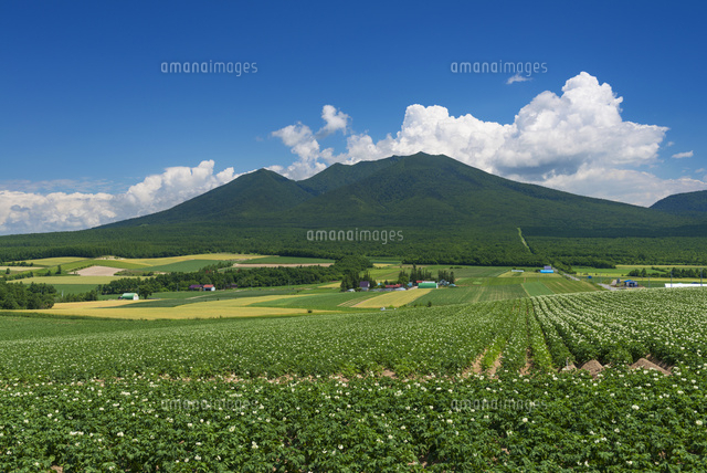 ジャガイモ畑と十勝岳
(c)YOSHITSUGU NISHIGAKI/SEBUN PHOTO