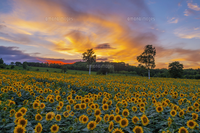 ヒマワリ畑の夕景
(c)YOSHITSUGU NISHIGAKI/SEBUN PHOTO