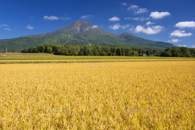 稲穂と磐梯山
(c)YOSHITSUGU NISHIGAKI/SEBUN PHOTO