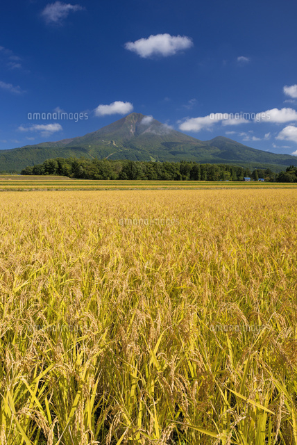 稲穂と磐梯山
(c)YOSHITSUGU NISHIGAKI/SEBUN PHOTO