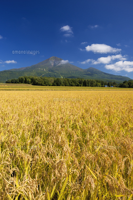 稲穂と磐梯山
(c)YOSHITSUGU NISHIGAKI/SEBUN PHOTO