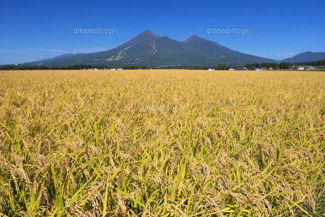 稲穂と磐梯山
(c)YOSHITSUGU NISHIGAKI/SEBUN PHOTO
