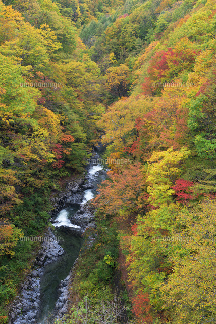 紅葉と中津川渓谷
(c)YOSHITSUGU NISHIGAKI/SEBUN PHOTO