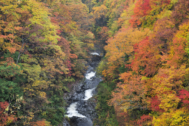 紅葉と中津川渓谷
(c)YOSHITSUGU NISHIGAKI/SEBUN PHOTO