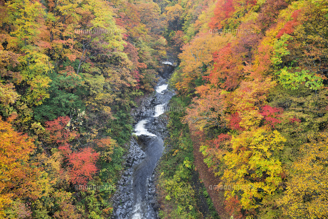 紅葉と中津川渓谷
(c)YOSHITSUGU NISHIGAKI/SEBUN PHOTO