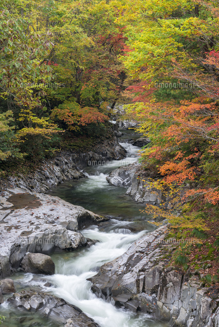 紅葉と中津川渓谷
(c)YOSHITSUGU NISHIGAKI/SEBUN PHOTO