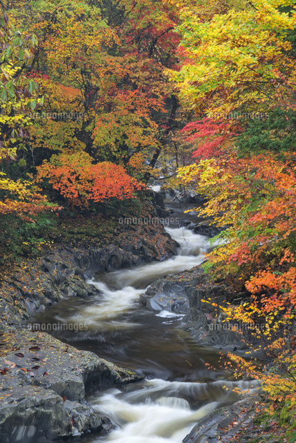 紅葉と中津川渓谷
(c)YOSHITSUGU NISHIGAKI/SEBUN PHOTO