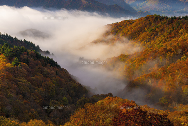 朝の雲海と紅葉
(c)YOSHITSUGU NISHIGAKI/SEBUN PHOTO