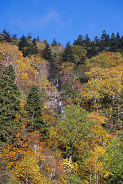 紅葉の八幡平
(c)YOSHITSUGU NISHIGAKI/SEBUN PHOTO