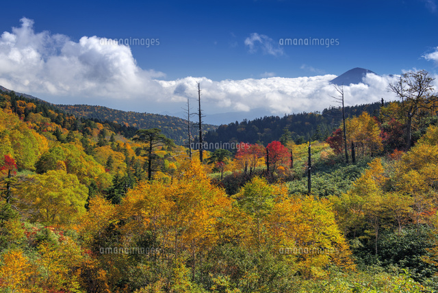 紅葉の八幡平と岩手山
(c)YOSHITSUGU NISHIGAKI/SEBUN PHOTO