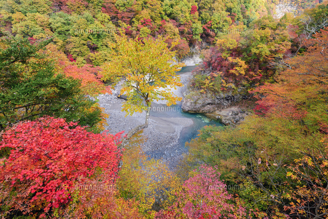 鬼怒川と紅葉
(c)YOSHITSUGU NISHIGAKI/SEBUN PHOTO