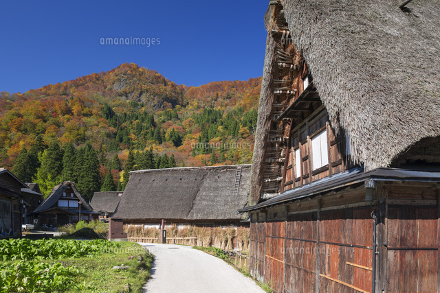 秋の五箇山
(c)YOSHITSUGU NISHIGAKI/SEBUN PHOTO