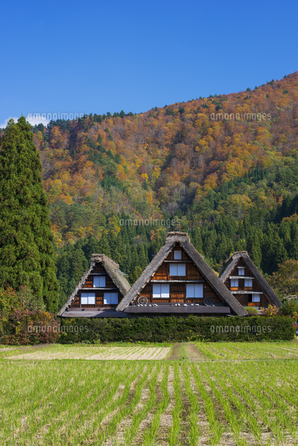 秋の白川郷
(c)YOSHITSUGU NISHIGAKI/SEBUN PHOTO