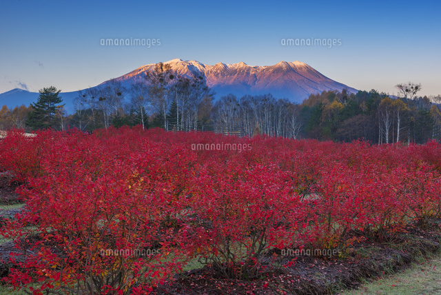 朝焼けの御嶽山とブルーベリーの紅葉
(c)YOSHITSUGU NISHIGAKI/SEBUN PHOTO
