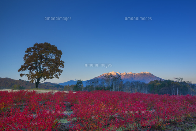 朝焼けの御嶽山とブルーベリーの紅葉
(c)YOSHITSUGU NISHIGAKI/SEBUN PHOTO