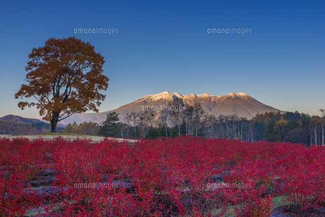 朝焼けの御嶽山とブルーベリーの紅葉
(c)YOSHITSUGU NISHIGAKI/SEBUN PHOTO